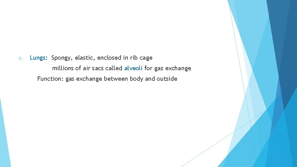 6. Lungs: Spongy, elastic, enclosed in rib cage millions of air sacs called alveoli 6. Lungs: Spongy, elastic, enclosed in rib cage millions of air sacs called alveoli