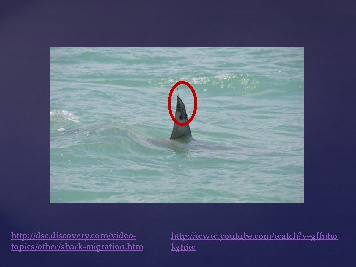 http: //dsc. discovery. com/videotopics/other/shark-migration. htm http: //www. youtube. com/watch? v=g. Jfnho kghjw 