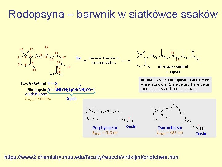 Rodopsyna – barwnik w siatkówce ssaków https: //www 2. chemistry. msu. edu/faculty/reusch/virttxtjml/photchem. htm 