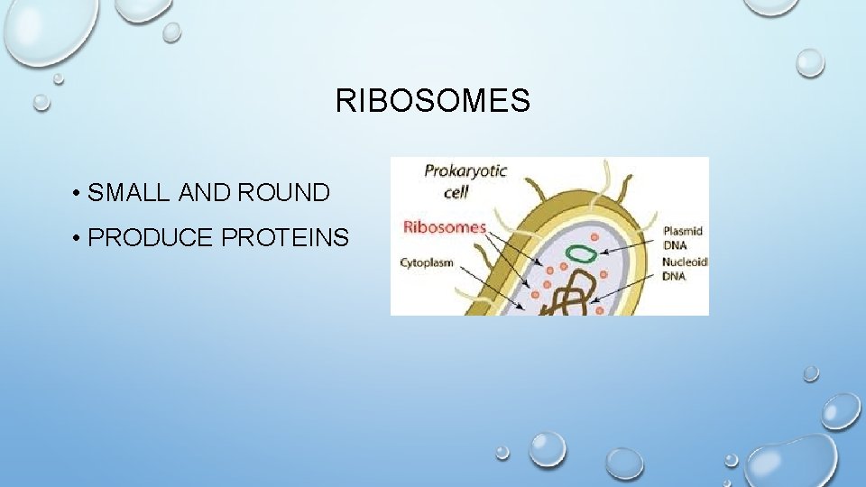 RIBOSOMES • SMALL AND ROUND • PRODUCE PROTEINS 