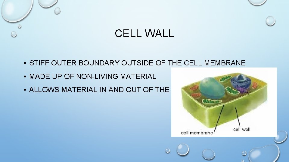 CELL WALL • STIFF OUTER BOUNDARY OUTSIDE OF THE CELL MEMBRANE • MADE UP
