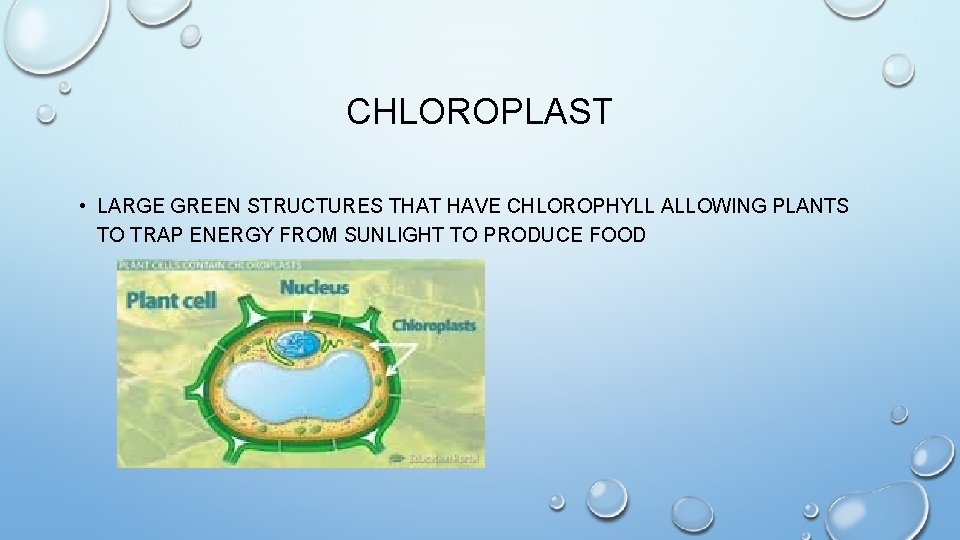 CHLOROPLAST • LARGE GREEN STRUCTURES THAT HAVE CHLOROPHYLL ALLOWING PLANTS TO TRAP ENERGY FROM