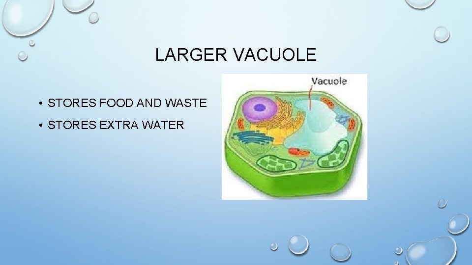 LARGER VACUOLE • STORES FOOD AND WASTE • STORES EXTRA WATER 