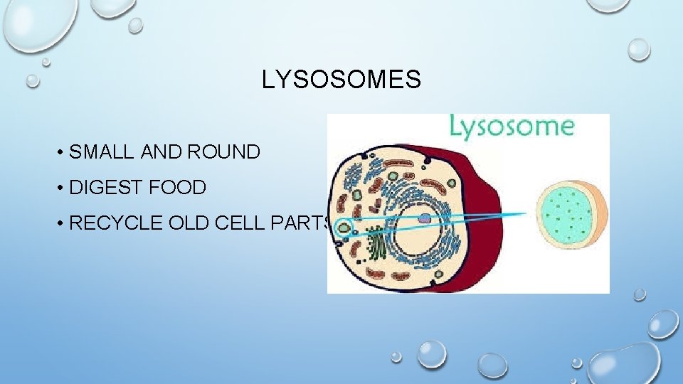 LYSOSOMES • SMALL AND ROUND • DIGEST FOOD • RECYCLE OLD CELL PARTS 