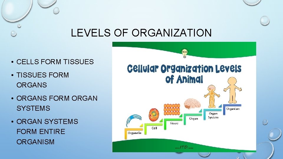 LEVELS OF ORGANIZATION • CELLS FORM TISSUES • TISSUES FORM ORGANS • ORGANS FORM