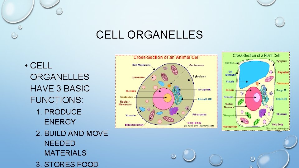 CELL ORGANELLES • CELL ORGANELLES HAVE 3 BASIC FUNCTIONS: 1. PRODUCE ENERGY 2. BUILD