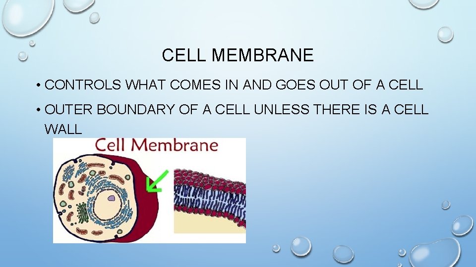 CELL MEMBRANE • CONTROLS WHAT COMES IN AND GOES OUT OF A CELL •