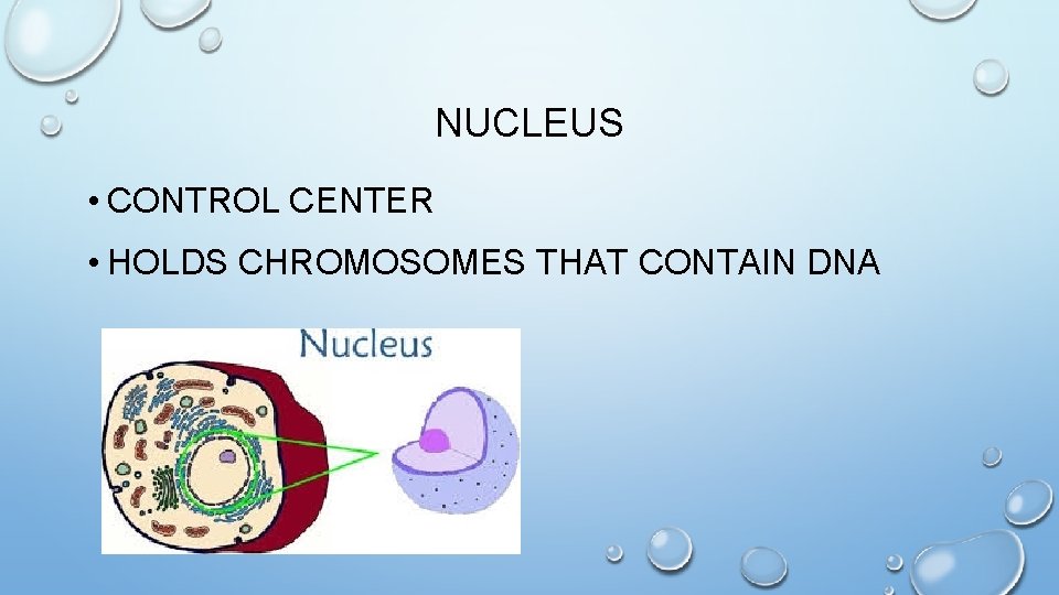 NUCLEUS • CONTROL CENTER • HOLDS CHROMOSOMES THAT CONTAIN DNA 