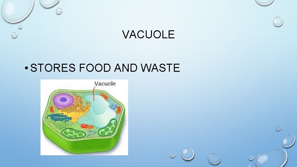 VACUOLE • STORES FOOD AND WASTE 