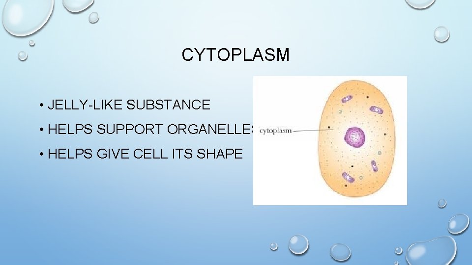 CYTOPLASM • JELLY-LIKE SUBSTANCE • HELPS SUPPORT ORGANELLES • HELPS GIVE CELL ITS SHAPE