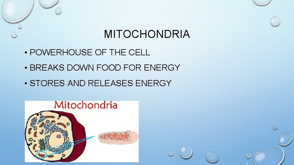 MITOCHONDRIA • POWERHOUSE OF THE CELL • BREAKS DOWN FOOD FOR ENERGY • STORES