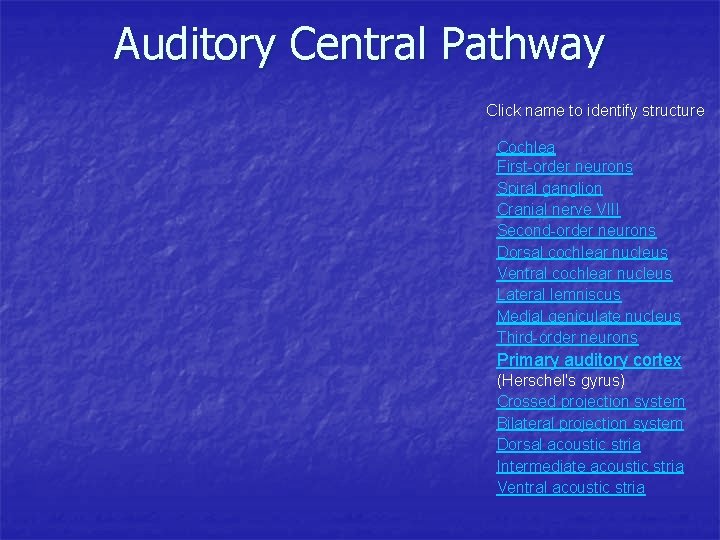 Auditory Central Pathway Click name to identify structure Cochlea First-order neurons Spiral ganglion Cranial