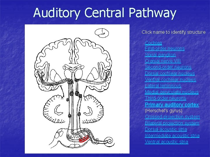 Auditory Central Pathway Click name to identify structure Cochlea First-order neurons Spiral ganglion Cranial