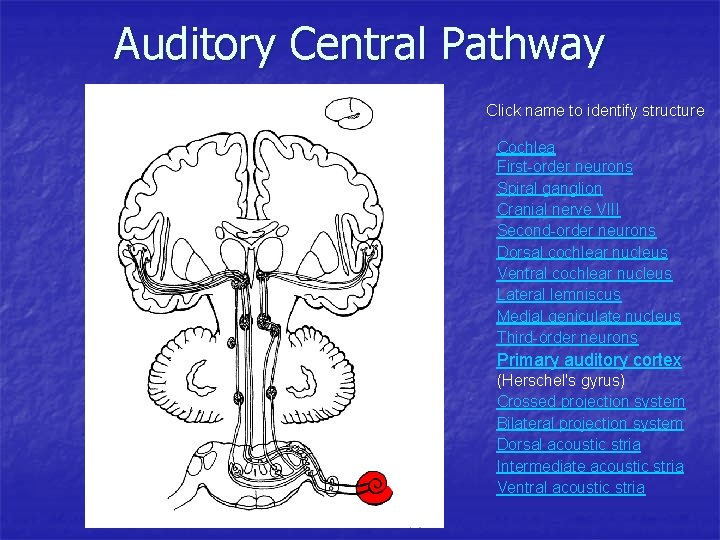 Auditory Central Pathway Click name to identify structure Cochlea First-order neurons Spiral ganglion Cranial