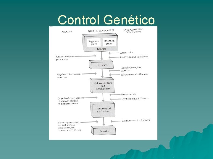 Control Genético 