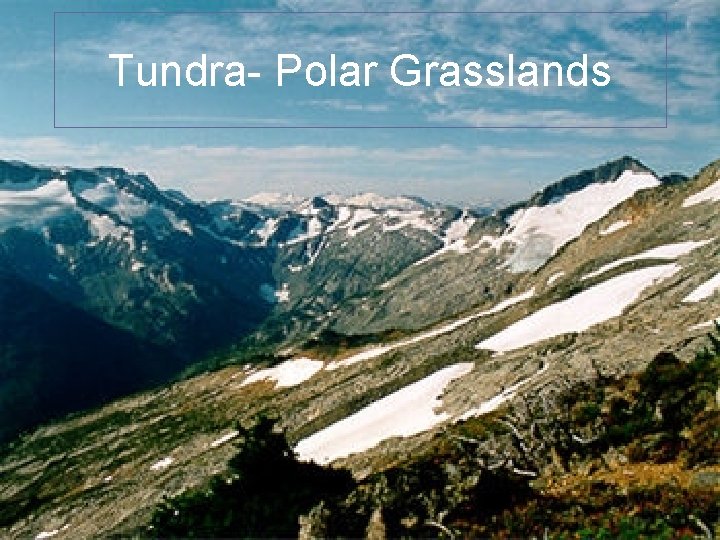 Tundra- Polar Grasslands 