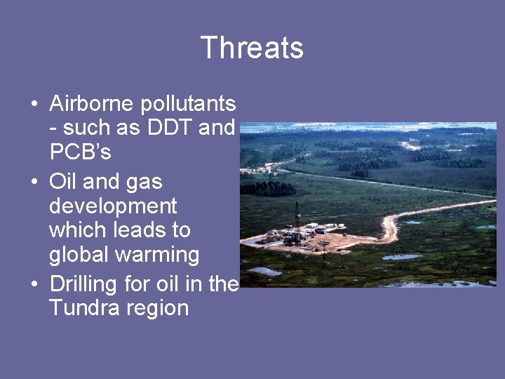 Threats • Airborne pollutants - such as DDT and PCB’s • Oil and gas