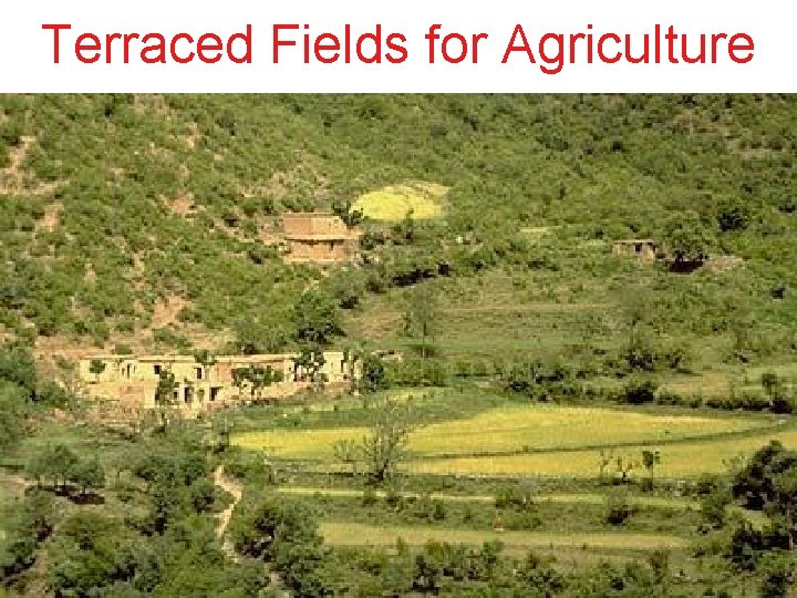 Terraced Fields for Agriculture 