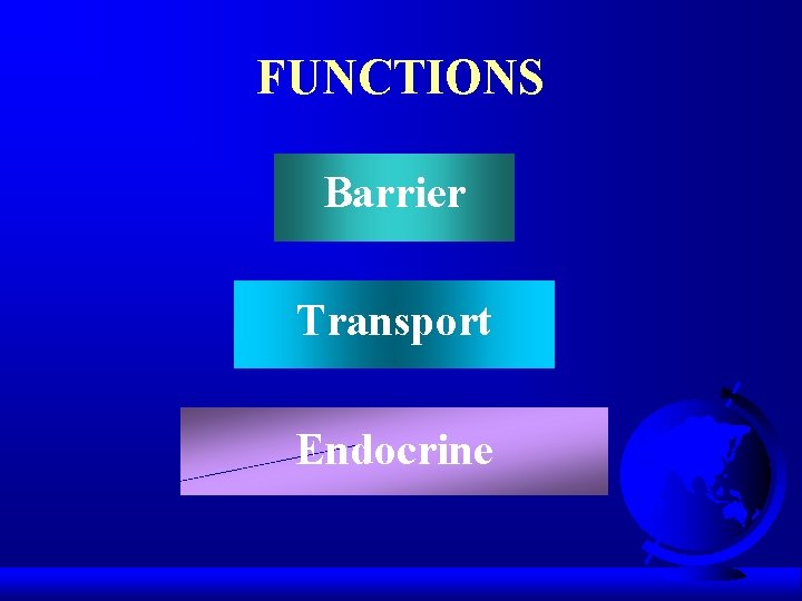 FUNCTIONS Barrier Transport Endocrine 