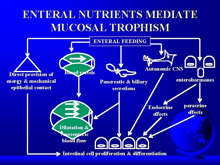ENTERAL NUTRIENTS MEDIATE MUCOSAL TROPHISM ENTERAL FEEDING Direct provision of energy & mechanical epithelial