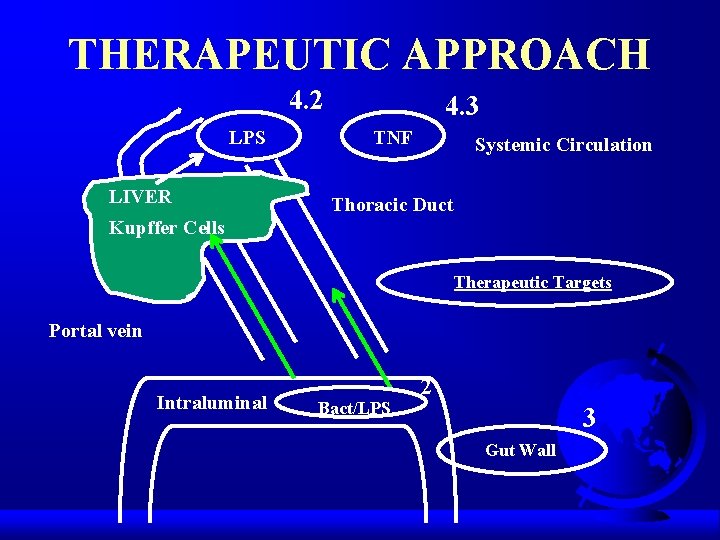 THERAPEUTIC APPROACH 4. 2 LPS LIVER 4. 3 TNF Systemic Circulation Thoracic Duct Kupffer