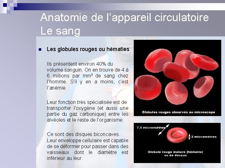 Anatomie de l’appareil circulatoire Le sang n Les globules rouges ou hématies Ils présentent