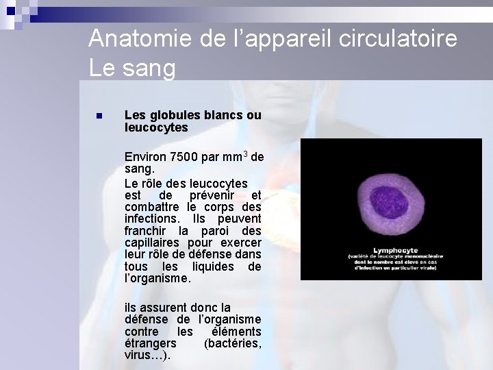 Anatomie de l’appareil circulatoire Le sang n Les globules blancs ou leucocytes Environ 7500