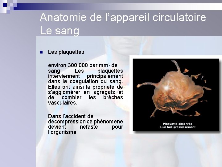 Anatomie de l’appareil circulatoire Le sang n Les plaquettes environ 300 000 par mm