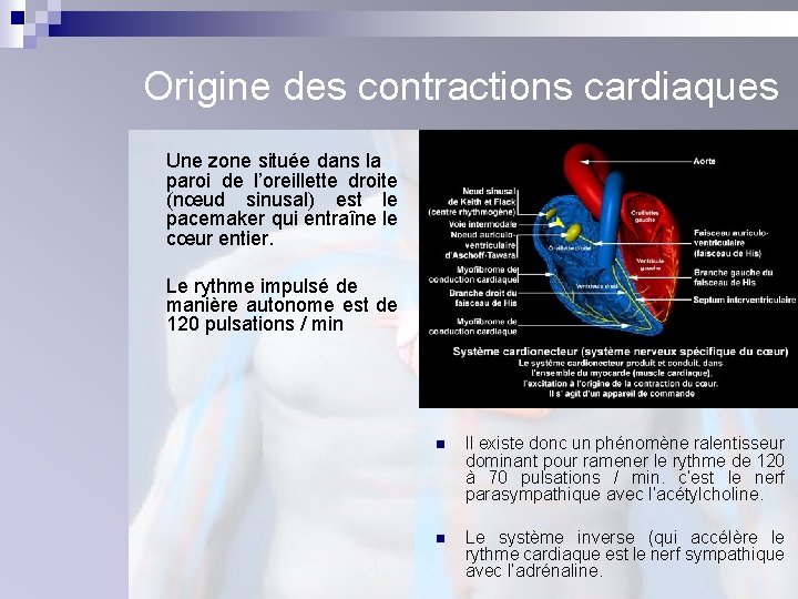 Origine des contractions cardiaques Une zone située dans la paroi de l’oreillette droite (nœud