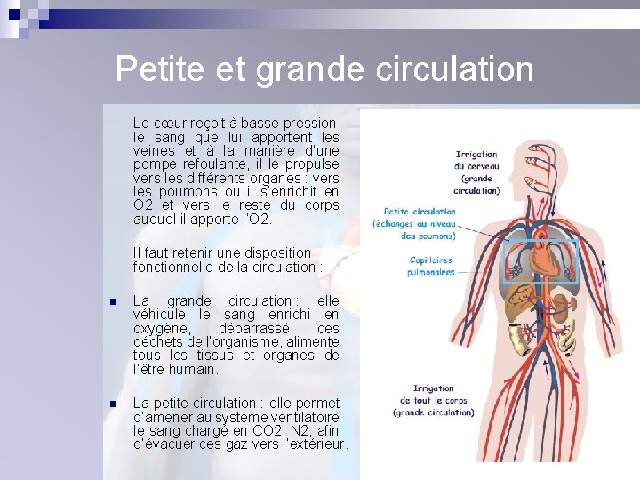 Petite et grande circulation Le cœur reçoit à basse pression le sang que lui