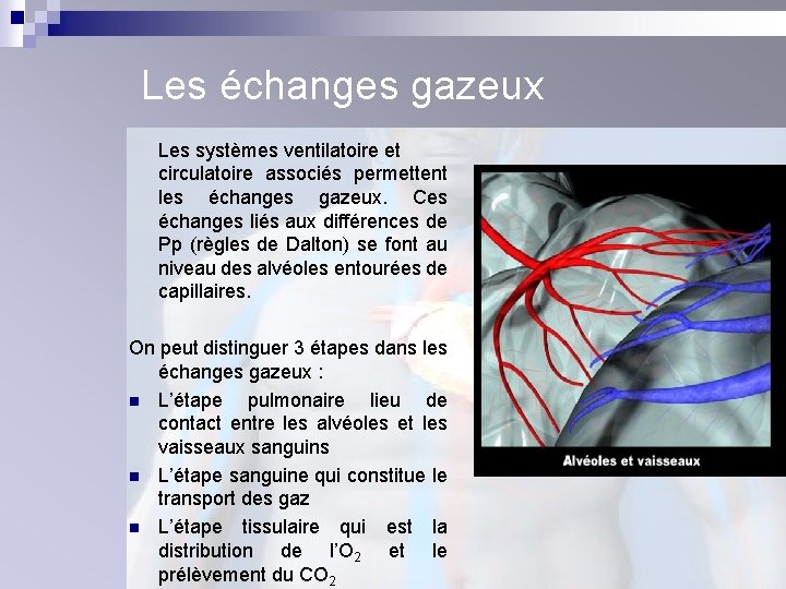 Les échanges gazeux Les systèmes ventilatoire et circulatoire associés permettent les échanges gazeux. Ces