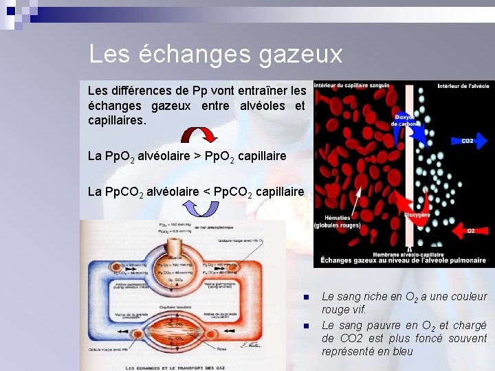 Les échanges gazeux Les différences de Pp vont entraîner les échanges gazeux entre alvéoles