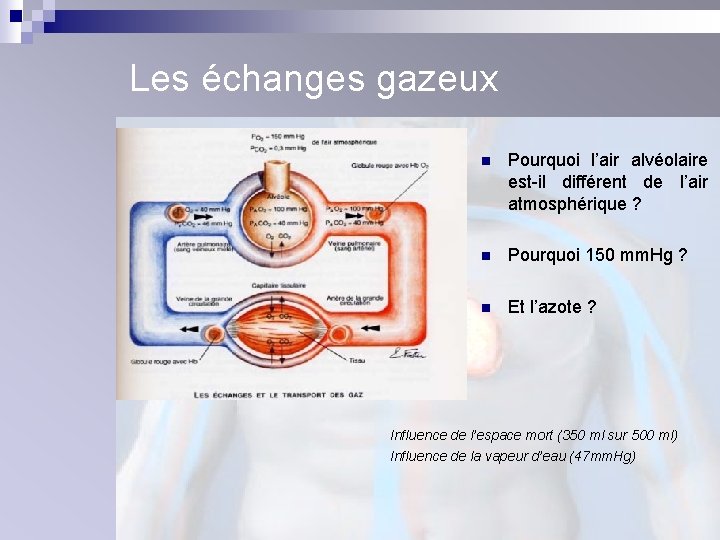 Les échanges gazeux n Pourquoi l’air alvéolaire est-il différent de l’air atmosphérique ? n