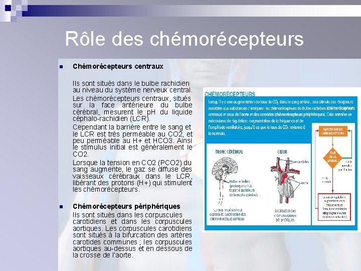 Rôle des chémorécepteurs n Chémorécepteurs centraux Ils sont situés dans le bulbe rachidien au