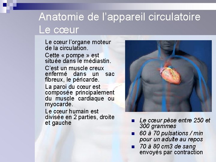 Anatomie de l’appareil circulatoire Le cœur l’organe moteur de la circulation. Cette « pompe
