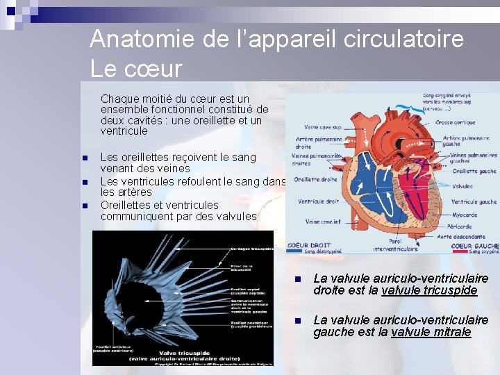 Anatomie de l’appareil circulatoire Le cœur Chaque moitié du cœur est un ensemble fonctionnel