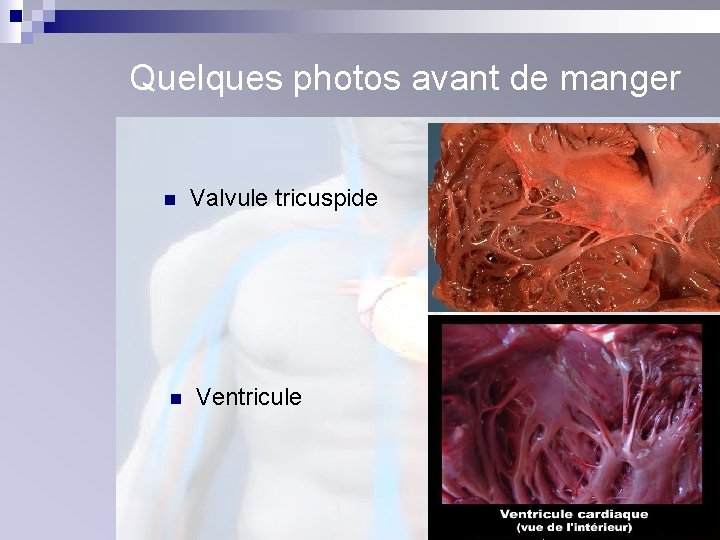 Quelques photos avant de manger n n Valvule tricuspide Ventricule 