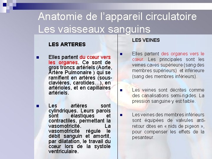 Anatomie de l’appareil circulatoire Les vaisseaux sanguins LES VEINES LES ARTERES n n Elles