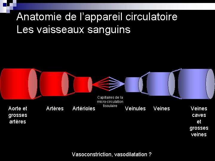 Anatomie de l’appareil circulatoire Les vaisseaux sanguins Aorte et grosses artères Artérioles Capillaires de