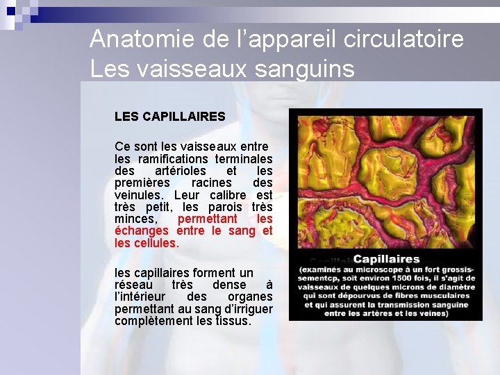 Anatomie de l’appareil circulatoire Les vaisseaux sanguins LES CAPILLAIRES Ce sont les vaisseaux entre