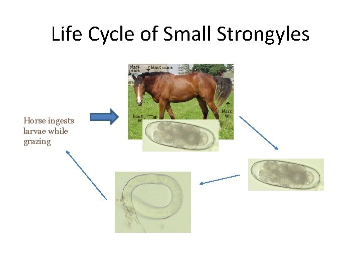 Life Cycle of Small Strongyles Horse ingests larvae while grazing 