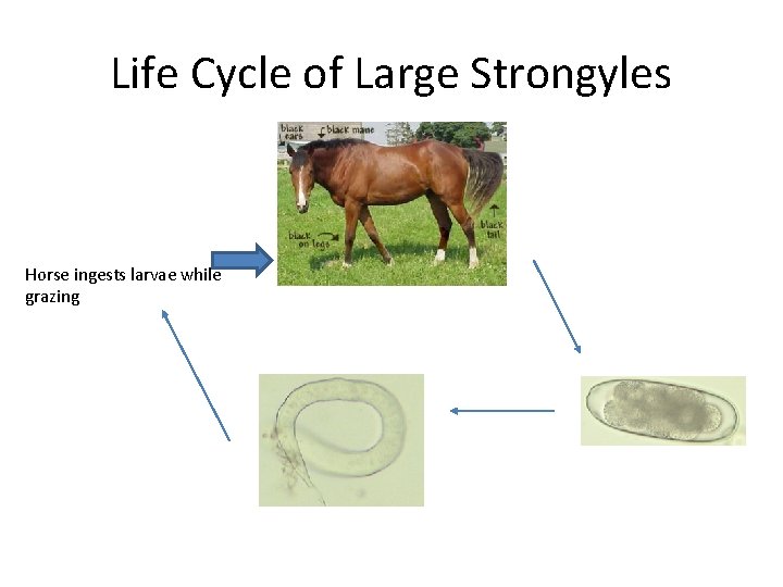 Life Cycle of Large Strongyles Horse ingests larvae while grazing 