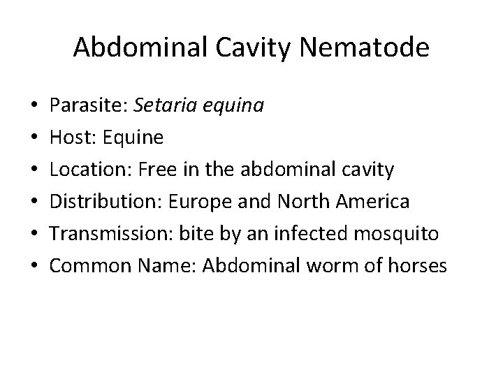 Abdominal Cavity Nematode • • • Parasite: Setaria equina Host: Equine Location: Free in