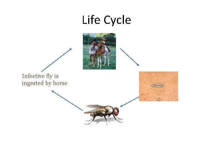 Life Cycle Infective fly is ingested by horse 