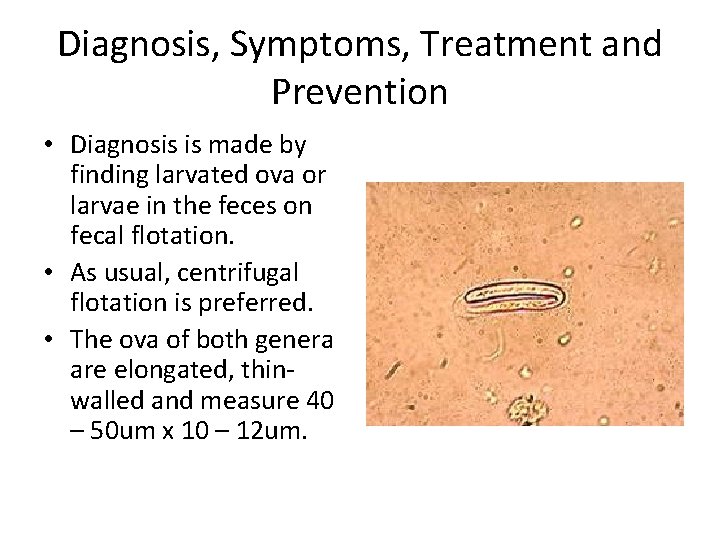 Diagnosis, Symptoms, Treatment and Prevention • Diagnosis is made by finding larvated ova or