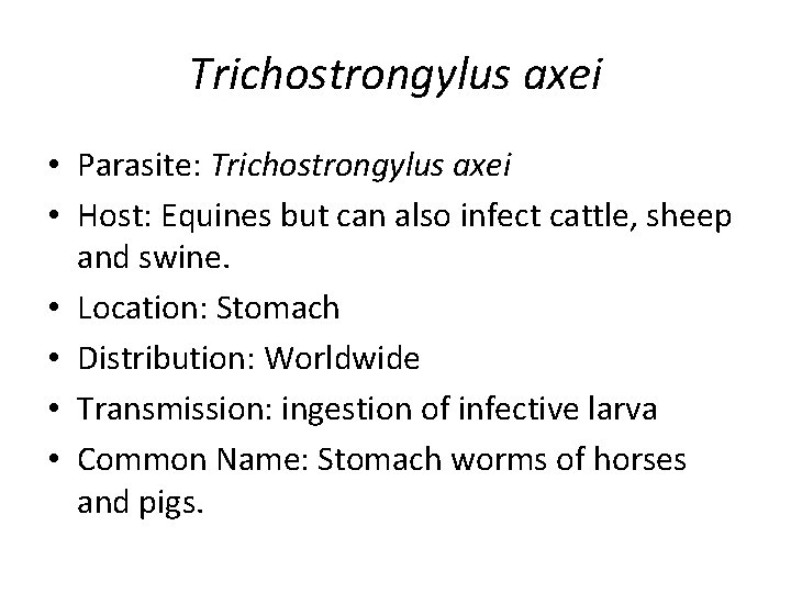 Trichostrongylus axei • Parasite: Trichostrongylus axei • Host: Equines but can also infect cattle,