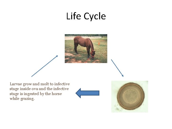 Life Cycle Larvae grow and molt to infective stage inside ova and the infective