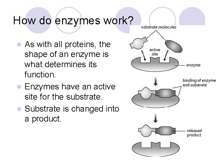 How do enzymes work? As with all proteins, the shape of an enzyme is