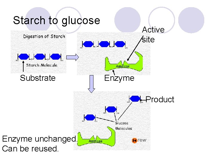 Starch to glucose Substrate Active site Enzyme Product Enzyme unchanged. Can be reused. 