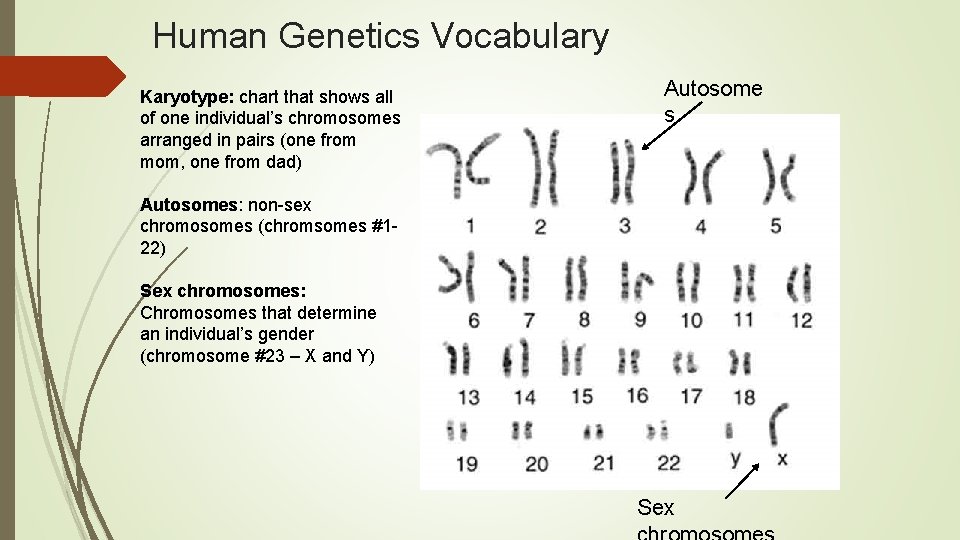 Human Genetics Vocabulary Karyotype: chart that shows all of one individual’s chromosomes arranged in